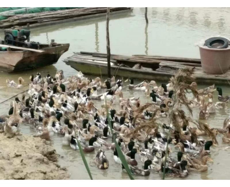 純放養(yǎng)青頭鴨、三那土雞、鳳尾菇 原生態(tài)產(chǎn)品